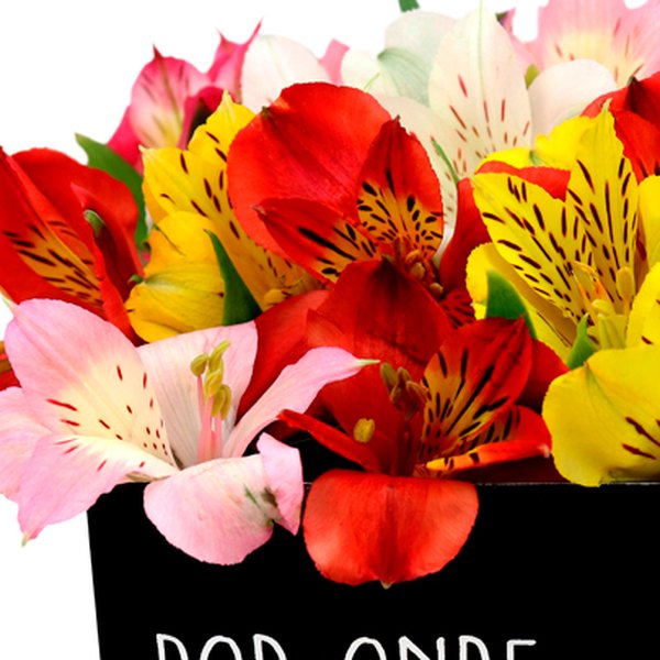 Astromélias Coloridas no Box Por onde for floresça
