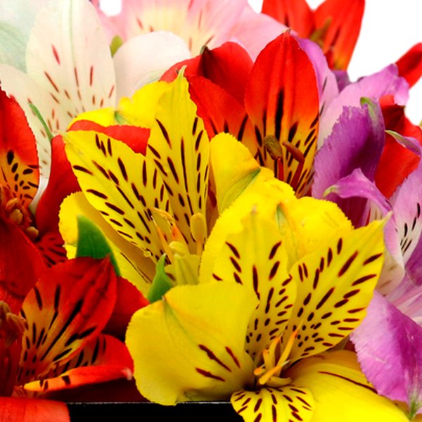 Astromélias Coloridas no Box Por onde for floresça