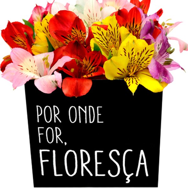 Astromélias Coloridas no Box Por onde for floresça
