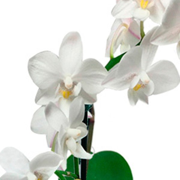 Mini Orquídea Rara e Caixa de Bombons Lindt