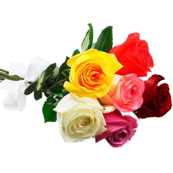 Buquê de 6 Rosas Coloridas