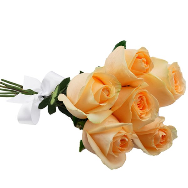 Buquê de 6 Rosas Champanhe