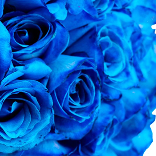 Buquê de 24 Rosas Azuis