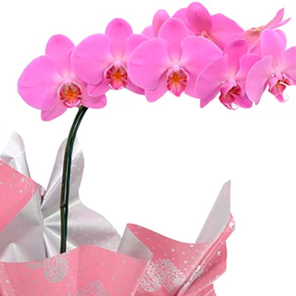 Orquídea Pink e Caixa Corações Trufados Ofner