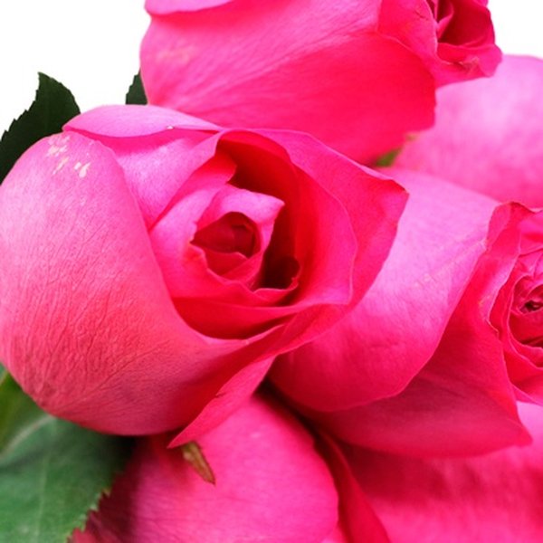 Buquê de 6 Rosas Pink