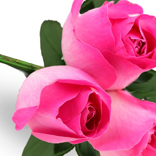 Buquê de 3 Rosas Pink