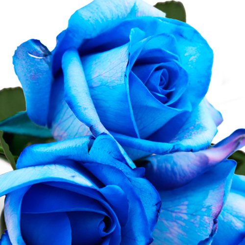 Buquê de 3 Rosas Azuis