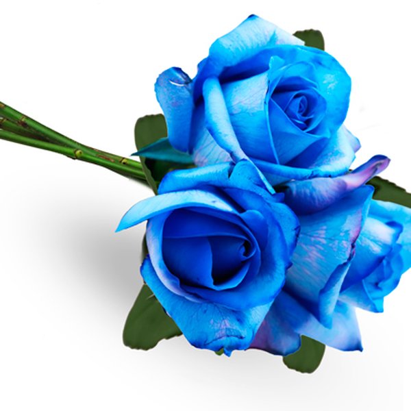Buquê de 3 Rosas Azuis
