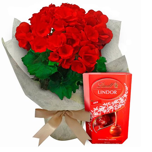 Begônia Vermelha e Chocolate Lindt