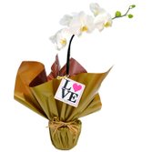 Orquídea Branca Plantada Love