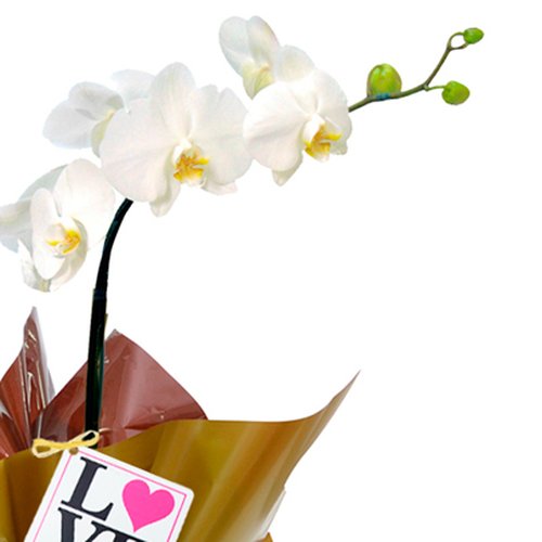 Orquídea Branca Plantada Love
