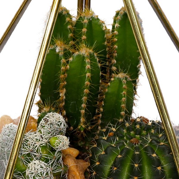 Terrário de Pirâmide