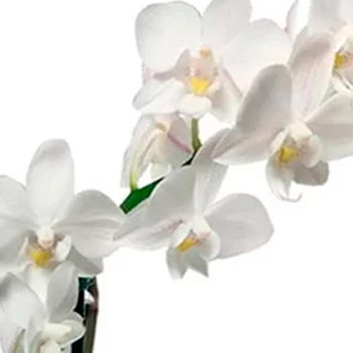 Mini Orquídea Rara Branca com Bolachinhas Gourmet Dona do Doce