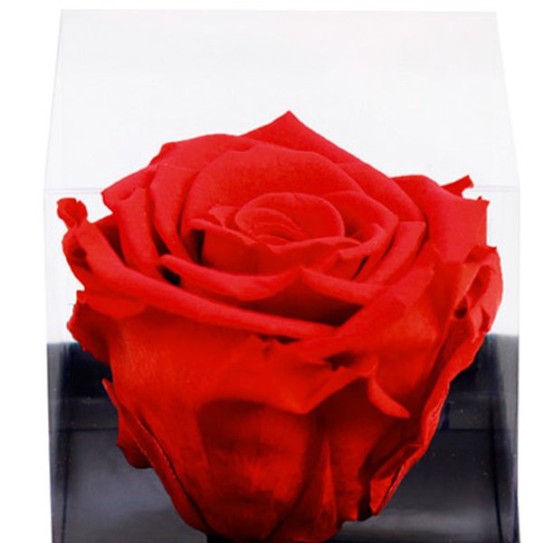 Rosa Encantada Vermelha Feliz Natal