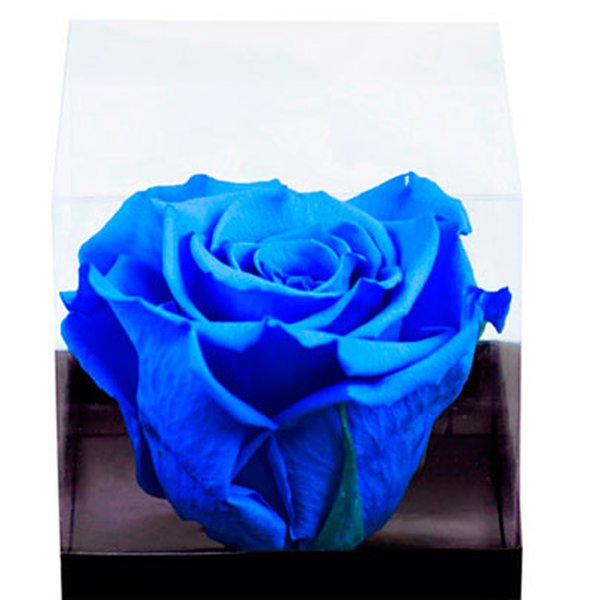 Rosa Encantada Azul Escura "Gratidão Por Você"
