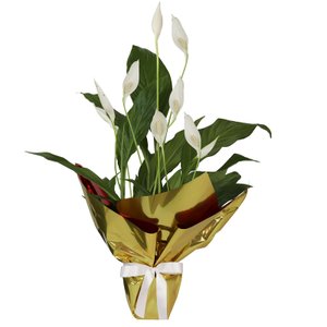 Imagem de Lírio da Paz