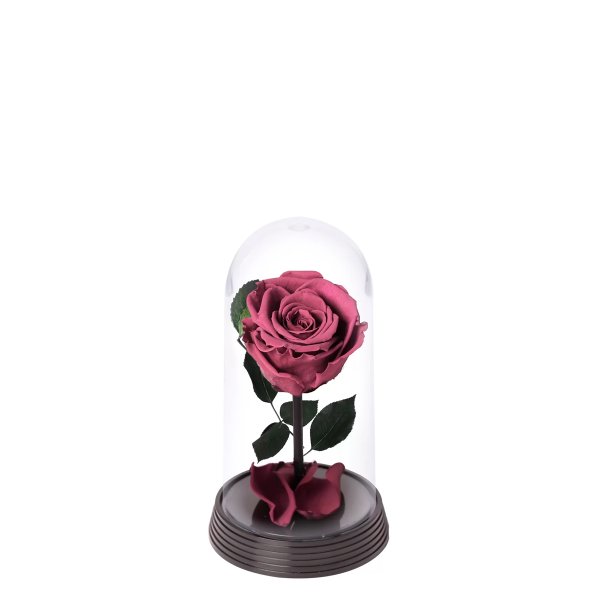 A Bela Rosa Encantada Roxa