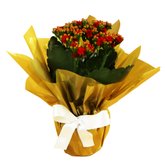 Lindo Kalanchoe Plantado Vermelho