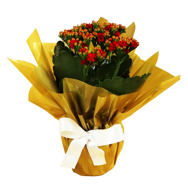 Lindo Kalanchoe Plantado Vermelho