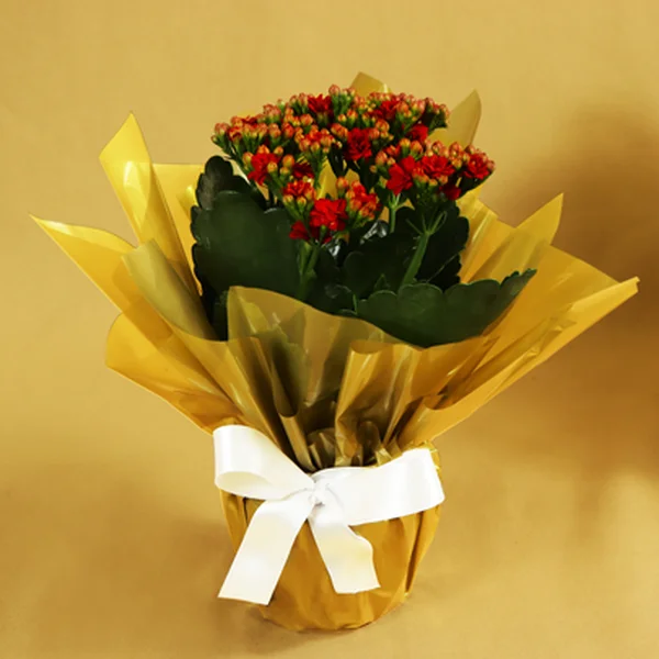 Lindo Kalanchoe Plantado Vermelho