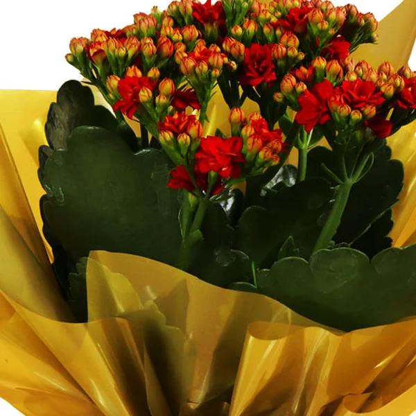 Lindo Kalanchoe Plantado Vermelho