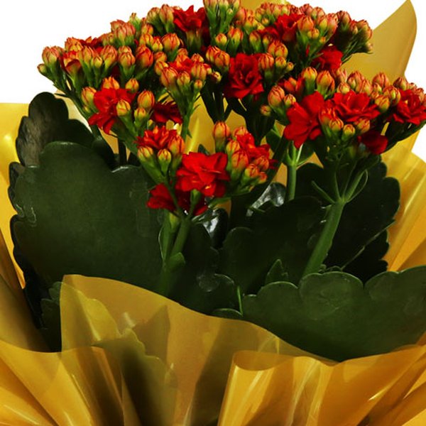 Lindo Kalanchoe Plantado Vermelho