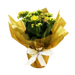 Imagem de Lindo Kalanchoe Plantado Amarelo