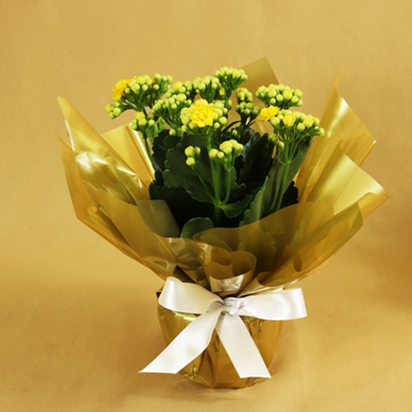 Lindo Kalanchoe Plantado Amarelo