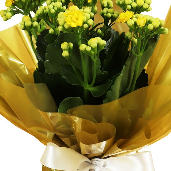 Lindo Kalanchoe Plantado Amarelo