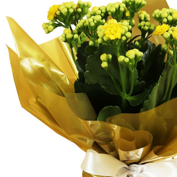 Lindo Kalanchoe Plantado Amarelo