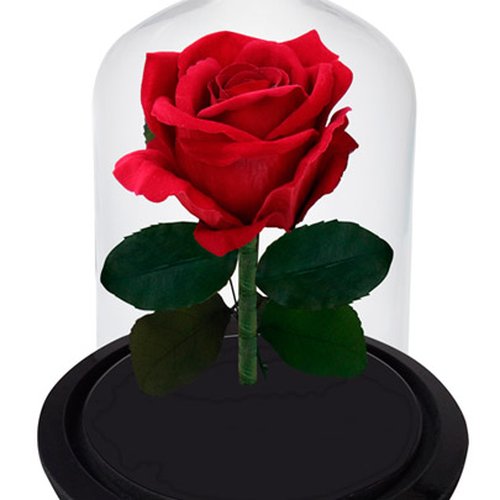 Rosa Vermelha Artificial na Cúpula de Vidro
