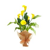 Callas Plantado Amarelo
