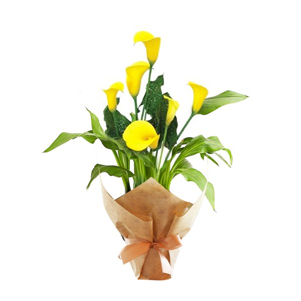 Callas Plantado Amarelo