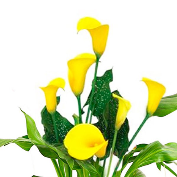 Callas Plantado Amarelo