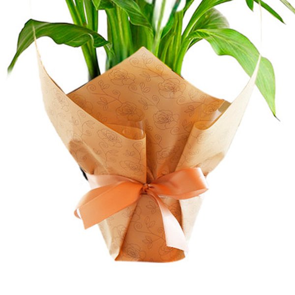 Callas Plantado Amarelo