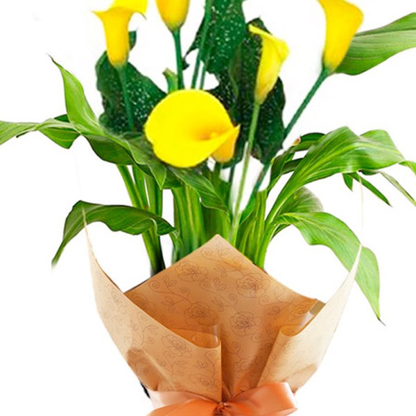 Callas Plantado Amarelo
