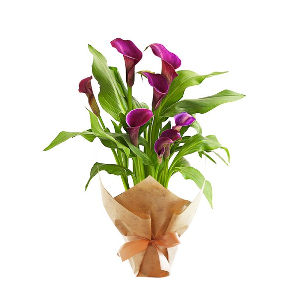 Callas Plantado Roxo