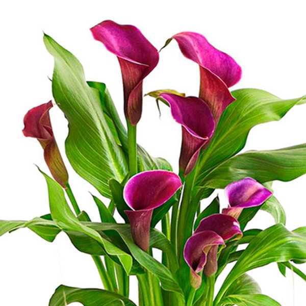 Callas Plantado Roxo