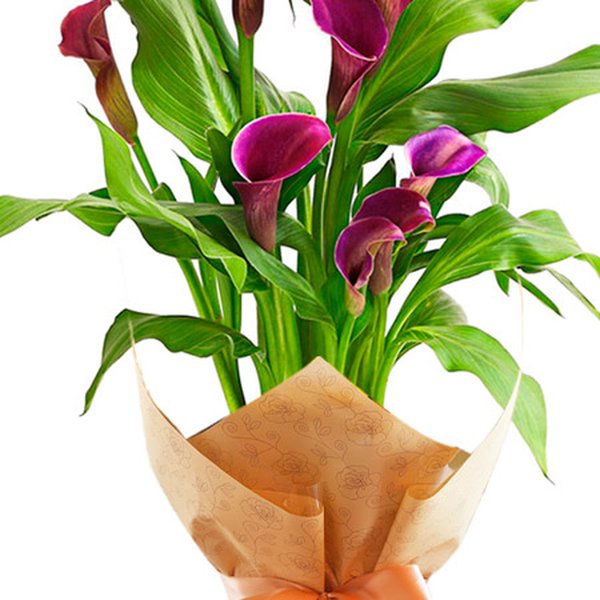 Callas Plantado Roxo