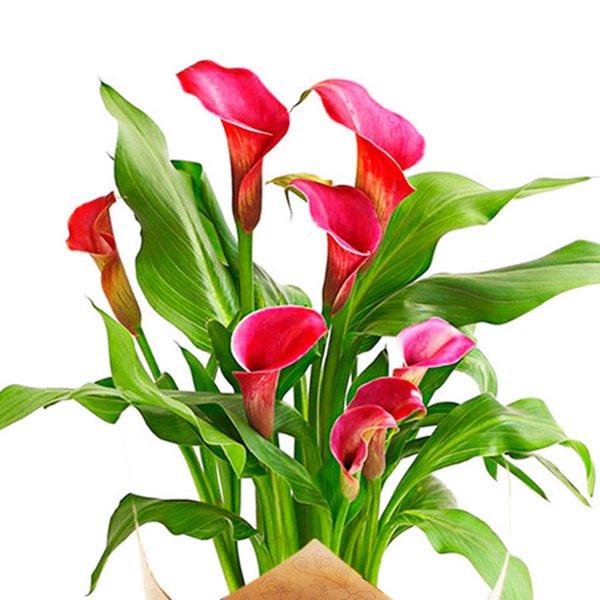 Callas Plantado Vinho