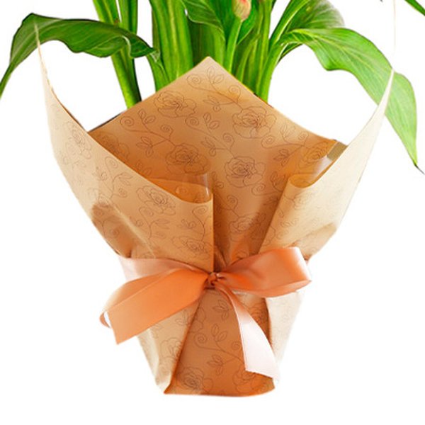 Callas Plantado Vinho
