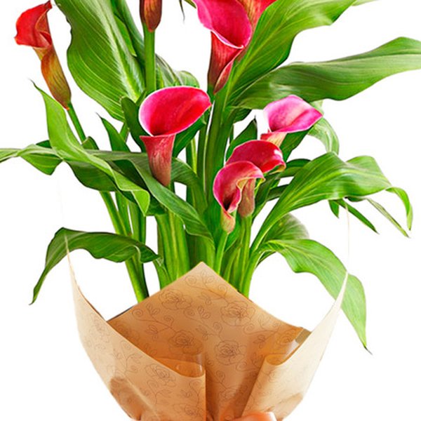 Callas Plantado Vinho