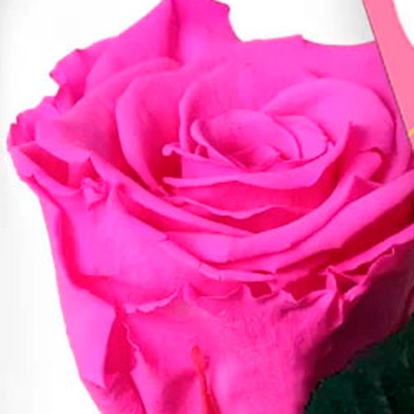 A Bela Rosa Encantada Mãe Te Amo