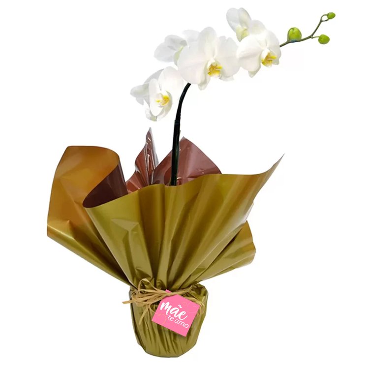 Orquídea Phalaenopsis Plantada Para a Melhor Mãe