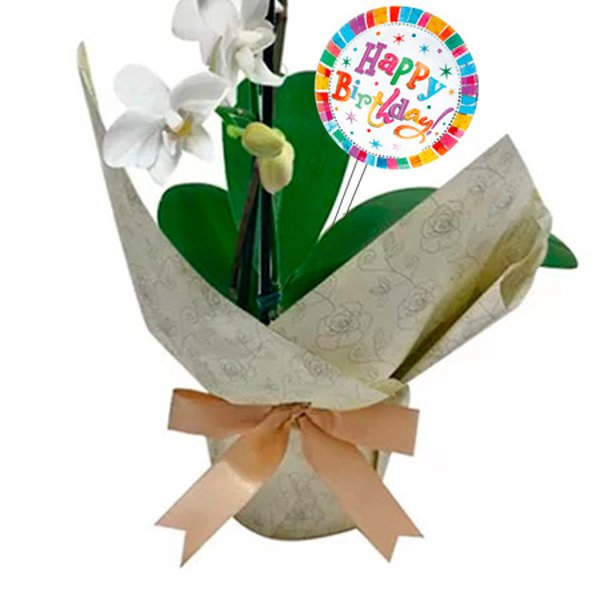 Mini Rara Branca e Placa Happy Birthday