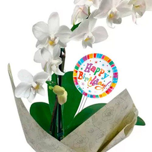 Mini Orquídea Rara Branca Happy Birthday