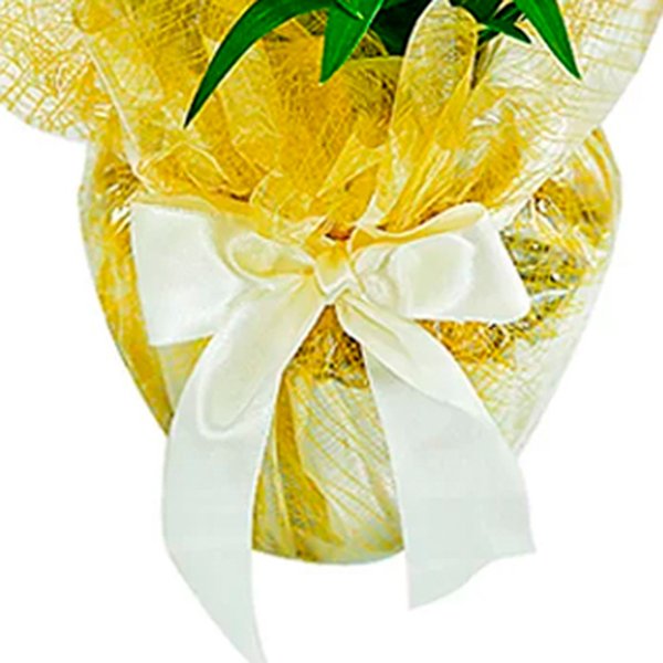 Lirio Amarelo Plantado Happy Birthday