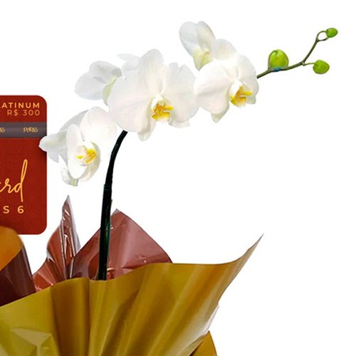 Gift Card Platinum Paris 6 e Orquídea Phalaenopsis