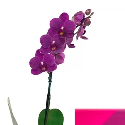Mini Orquídea Rara Lilás e Caixa de Corações Trufados Ofner
