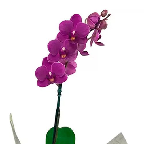 Mini Orquídea Rara Lilás e Brigadeiros
